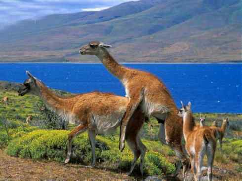 麒麟：传说的兽原型探秘（叉角羚）