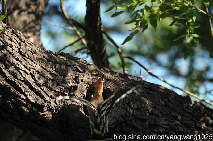 尽职尽责 wbr无私奉献（戴胜育雏纪实）