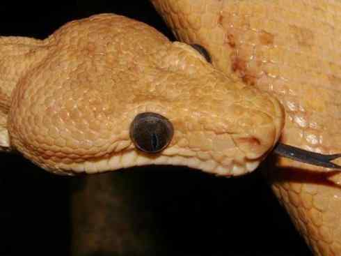 龙：传说的兽原型探秘（树蚺类）