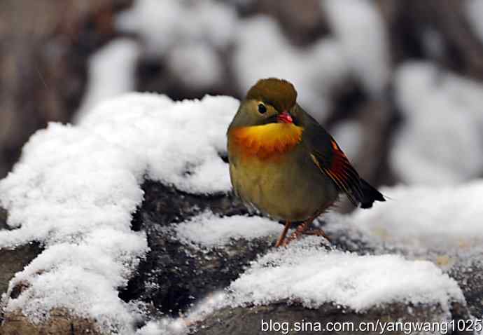 北京日坛公园的鸟类——雪中相思鸟 2