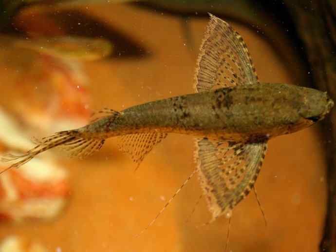 鱼类活化石:齿蝶鱼 鱼类活化石:齿蝶鱼