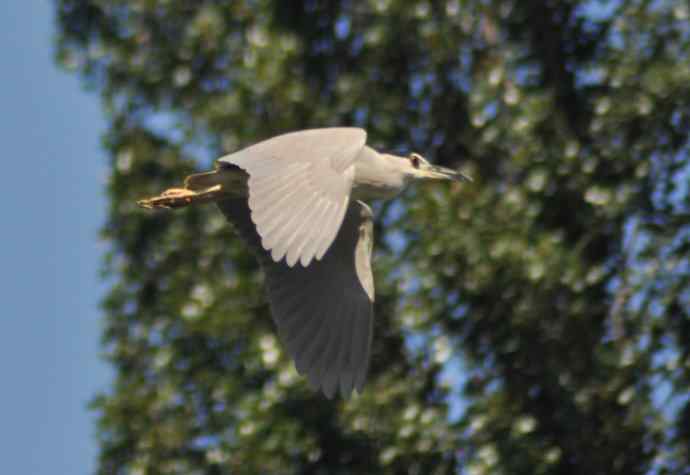 飞（夜鹭） wbr5