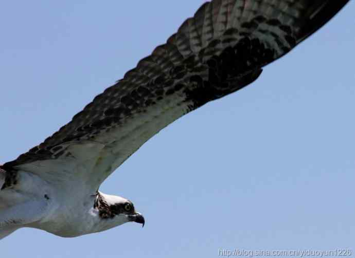 Tarpon湾水上精彩瞬间：鱼鹰和鱼鸬鹚