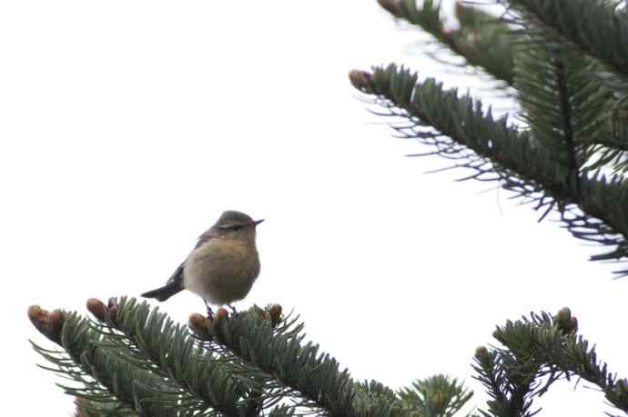 四川西昌鸟类摄影——暗绿柳莺