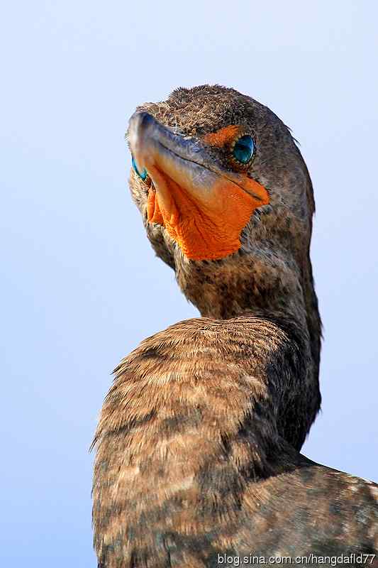 鸟雀肖像：双冠鸬鹚