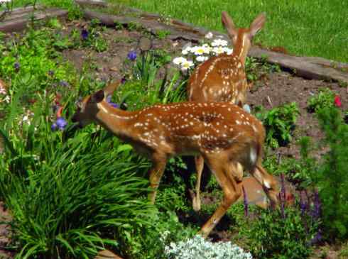 小鹿斑比姐妹俩 小鹿斑比姐妹俩