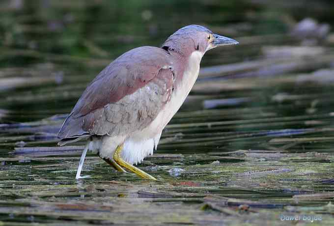 植物园:紫背.白眉和绿啄 植物园:紫背.白眉和绿啄