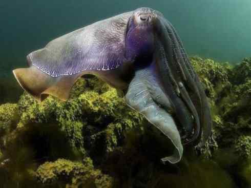 自然奇观：动物大迁徙(乌贼）