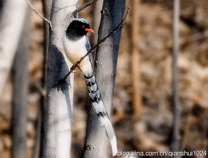 晒鸟儿红嘴蓝鹊和鹮嘴鹬