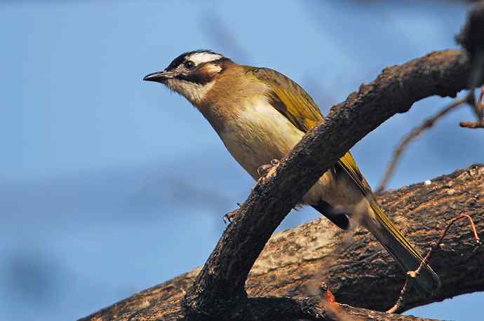北京植物园赏鸟（六），白头鹎（组图）