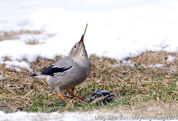 北京天坛公园的鸟类——丝光椋（liang）鸟