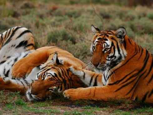 白虎：传说的兽原型探秘（孟加拉虎）