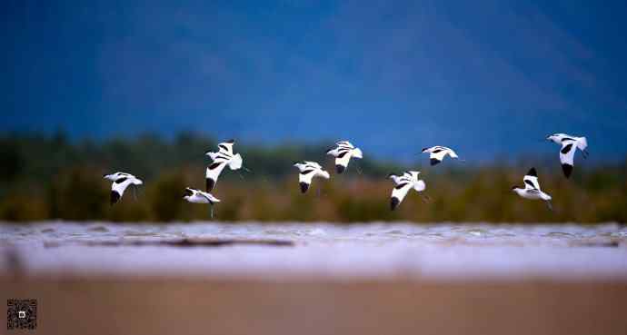 一组野鸭湖的鸻(heng)鹬(yu)类鸟