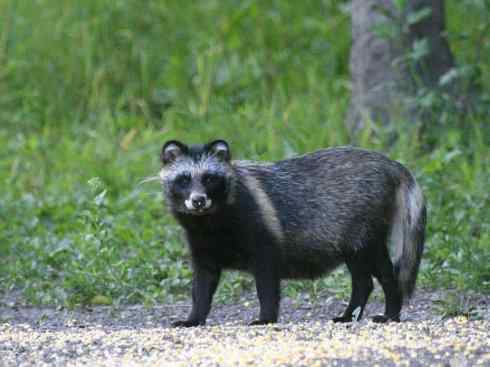 犬科：犬亚科犬属之貉