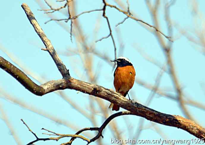 雄性北红尾鸲（随拍）