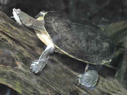 玄武：传说的兽原型探秘（玛塔龟）