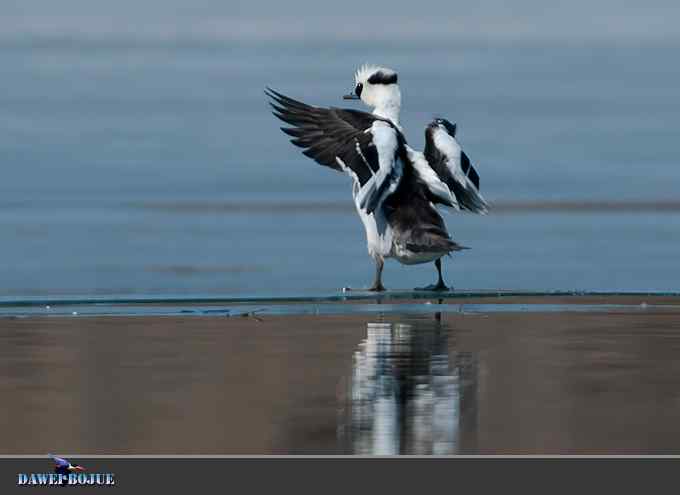 白秋沙和罗纹鸭记录
