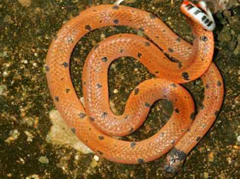 龙：传说的兽原型探秘（环蛇类）