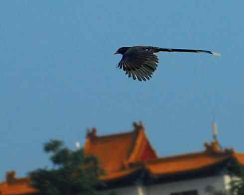 红嘴蓝鹊（组图，9张图片）