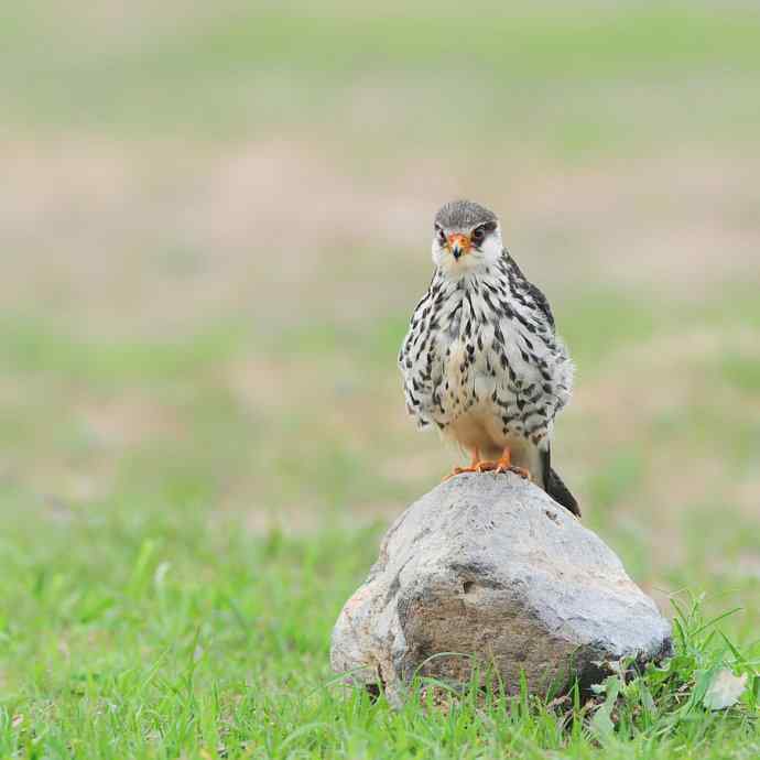 野鸭湖晨曲——巡航