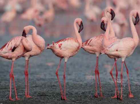极品红色鸟类:火烈鸟 极品红色鸟类:火烈鸟