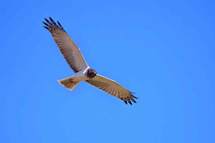 完全飞版白腹鹞
