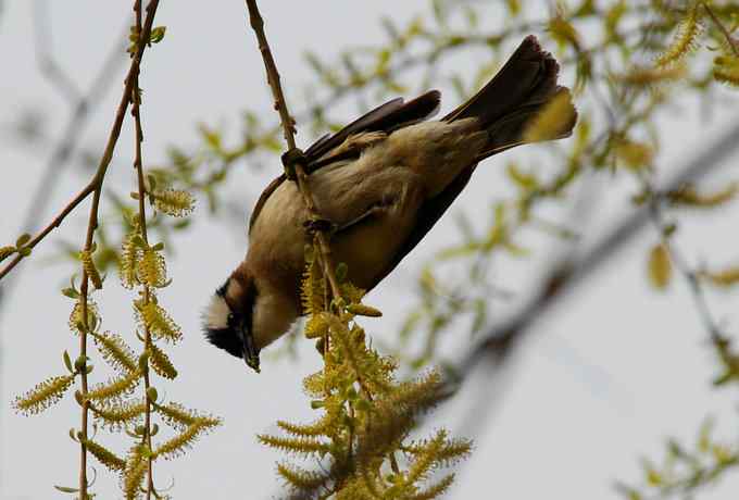 莲花池四月的花鸟