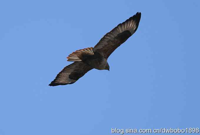 秃鹫和十渡的几只大鸟