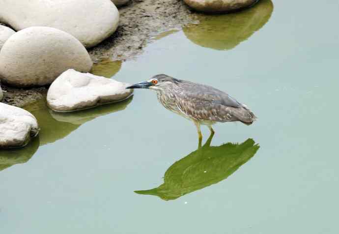 夜鹭(亚成鸟) 夜鹭(亚成鸟)