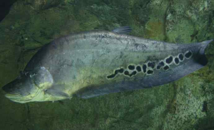 鱼类活化石：铠甲弓背鱼