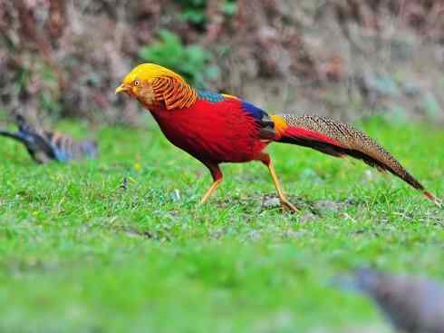 凤凰：传说中的鸟原型探秘（锦鸡）