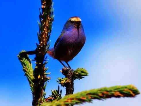 美丽无罪：雀鸟之欣赏