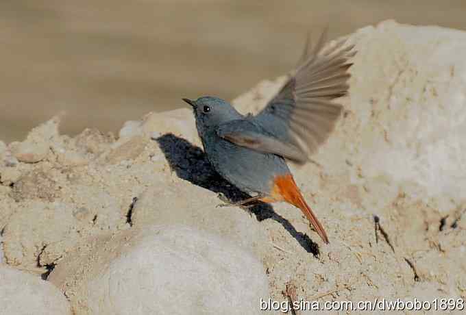 红尾水鸲和十渡众小鸟