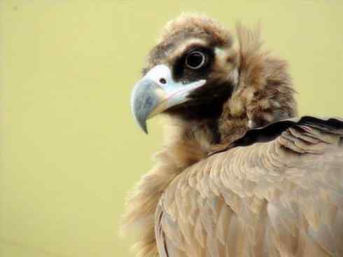 鸟类之最:大秃鹫