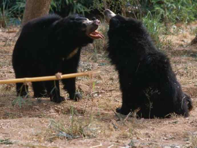 盘点十二大著名食蚁动物：懒熊