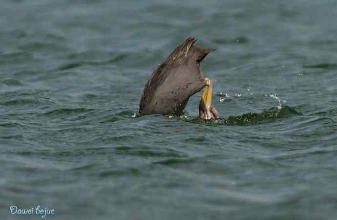 颐和园春鸟乐拍