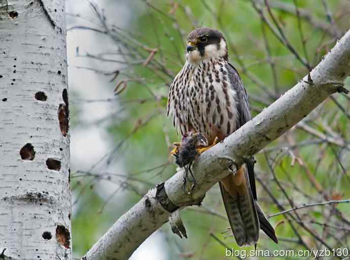 小型猛禽——燕隼（组图，6张图片）