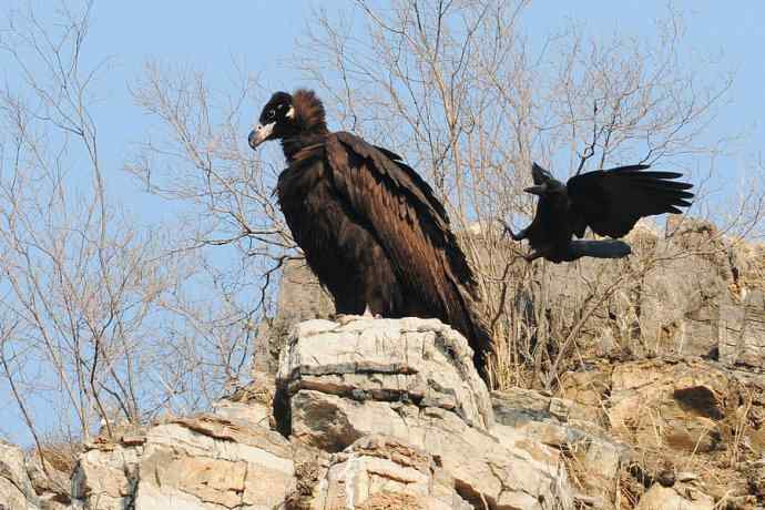 小鬼难缠 wbr鹰雄气短☆