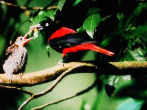 美丽无罪:雀鸟之朱鹂 美丽无罪:雀鸟之朱鹂