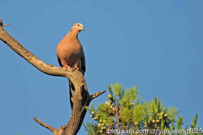 珠颈斑鸠（随拍）