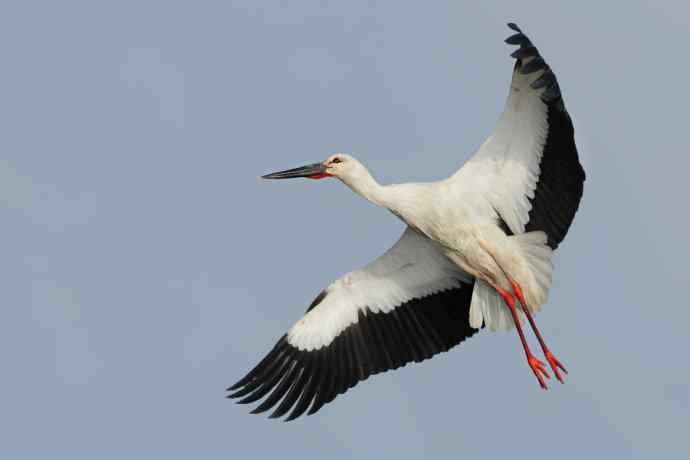 东方白鹳恭贺鈥溒飞 wbrTOP wbrLUX鈥澊罅返晔⒆捌裟