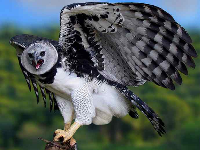 犬科：狐亚科伪狐属之阿根廷狐、山狐、达尔文狐