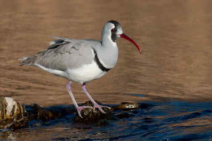 携鹮嘴鹬恭贺新春☆
