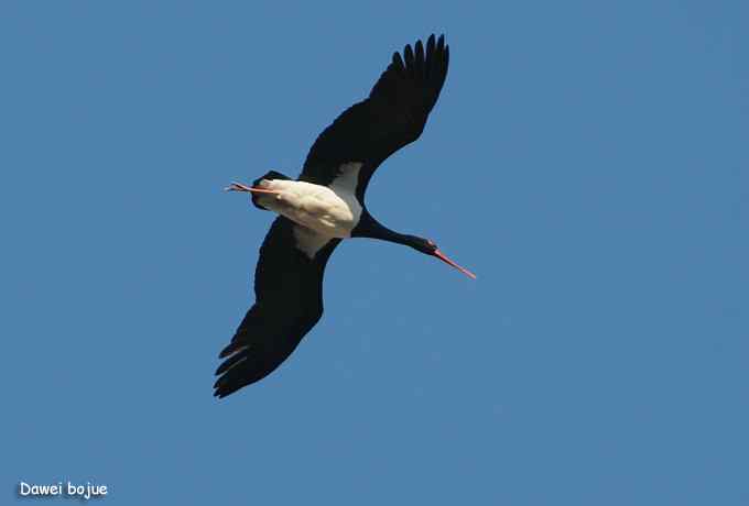 十渡几只鸟 十渡几只鸟