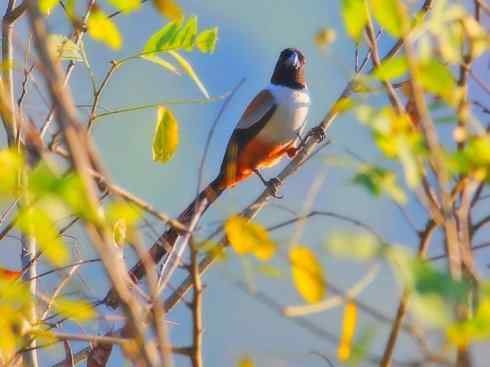 家禽驯化之源之三十一