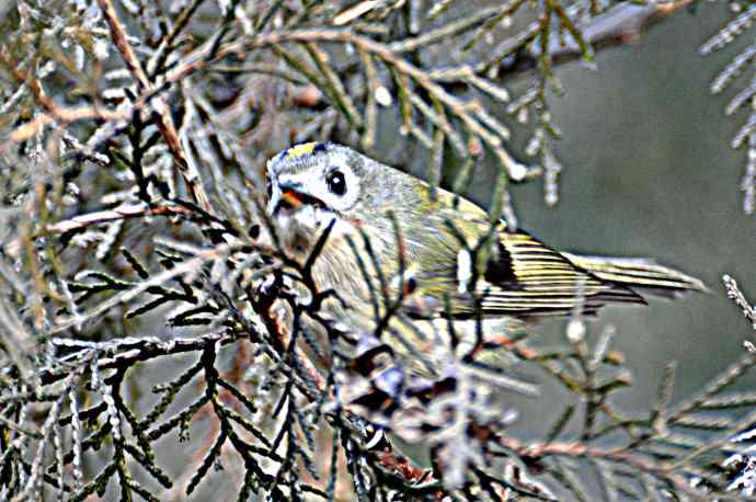 柏树丛中的戴菊 wbr1