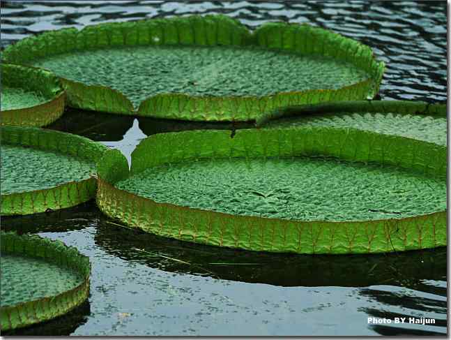 圆明园观赏亚马逊王莲