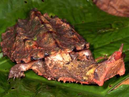 玄武：传说的兽原型探秘（玛塔龟）