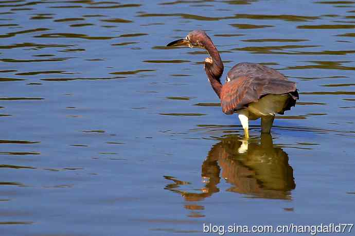 美国鸟类摄影——三色鹭（5）