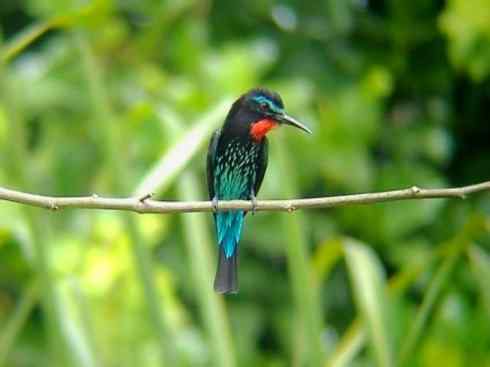 绝色攀禽:佛法僧目之蜂虎 绝色攀禽:佛法僧目之蜂虎